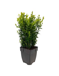 BOSSO SU VASO (BUXUS SEMPERVIRENS) IN VASO 13 CM