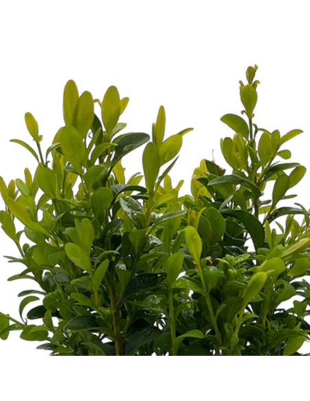 BOSSO SU VASO (BUXUS SEMPERVIRENS) IN VASO 13 CM