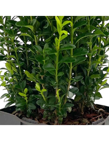 BOSSO SU VASO (BUXUS SEMPERVIRENS) IN VASO 13 CM