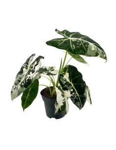 ALOCASIA FRYDEK VARIEGATA bellezza esotica variegata
