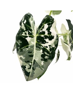 ALOCASIA FRYDEK VARIEGATA bellezza esotica variegata 2