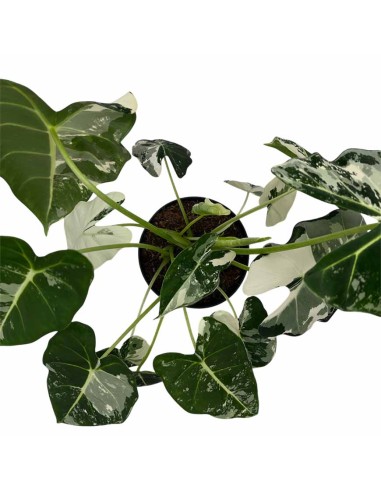 ALOCASIA FRYDEK VARIEGATA bellezza esotica variegata
