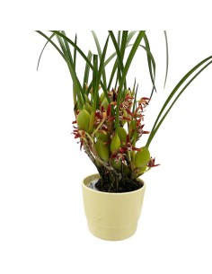 ORCHIDEA MAXILLARIA Pseudobulbi Vaso diametro 9 cm