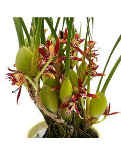 ORCHIDEA MAXILLARIA Pseudobulbi Vaso diametro 9 cm 2