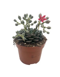 GRAPTOPETALUM TACITUS  "Rosa di Echeveria" foglie carnose