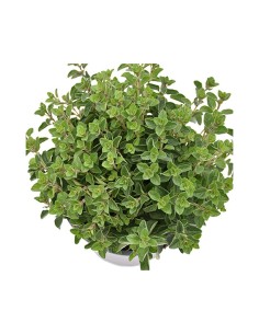 PIANTA DI ORIGANO la regina del giardino e della cucina 2