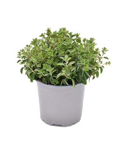 PIANTA DI ORIGANO la regina del giardino e della cucina
