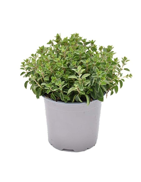 PIANTA DI ORIGANO la regina del giardino e della cucina