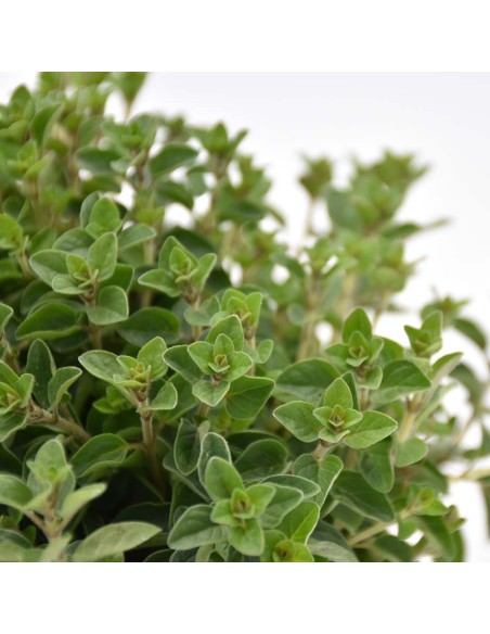 PIANTA DI ORIGANO la regina del giardino e della cucina