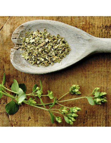 PIANTA DI ORIGANO la regina del giardino e della cucina