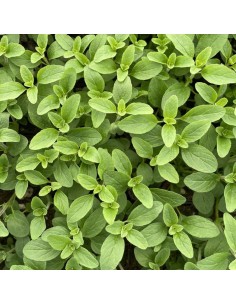 PIANTA DI ORIGANO la regina del giardino e della cucina