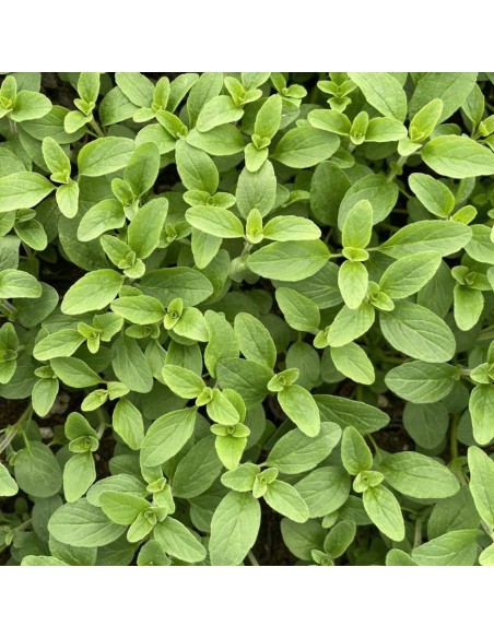 PIANTA DI ORIGANO la regina del giardino e della cucina