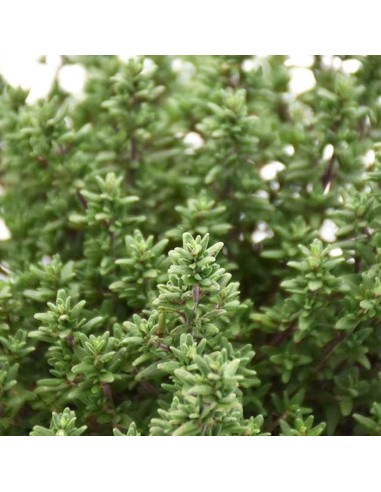 PIANTA DI TIMO VULGARIS profumo inconfondibile Intenso