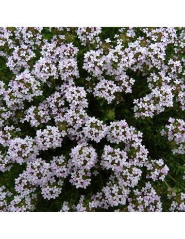 PIANTA DI TIMO VULGARIS profumo inconfondibile Intenso