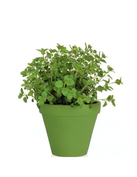 PIANTA DI MAGGIORANA dal profumo dolce e delicato