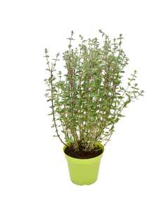 PIANTA DI MAGGIORANA dal profumo dolce e delicato 2