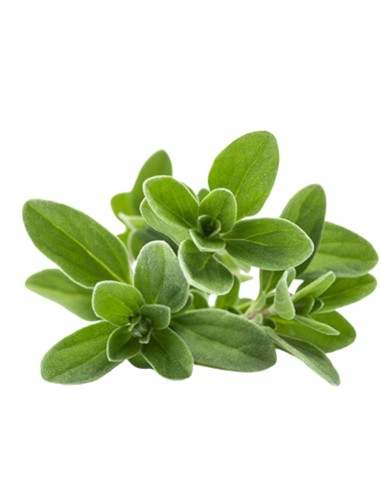 PIANTA DI MAGGIORANA dal profumo dolce e delicato