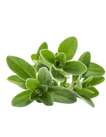 PIANTA DI MAGGIORANA dal profumo dolce e delicato
