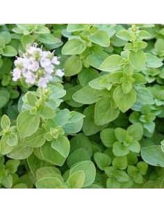 PIANTA DI MAGGIORANA dal profumo dolce e delicato 2