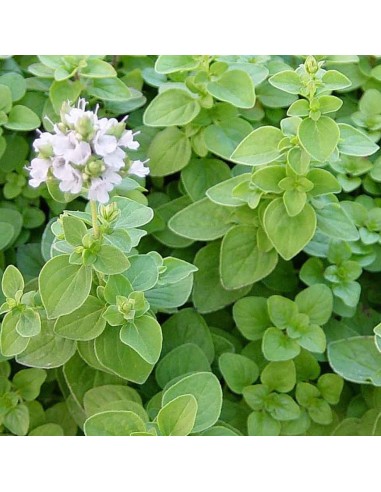 PIANTA DI MAGGIORANA dal profumo dolce e delicato