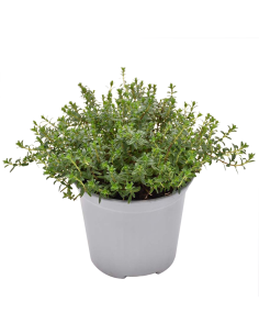 PIANTA DI SANTOREGGIA dal profumo, pungente e pepato 2