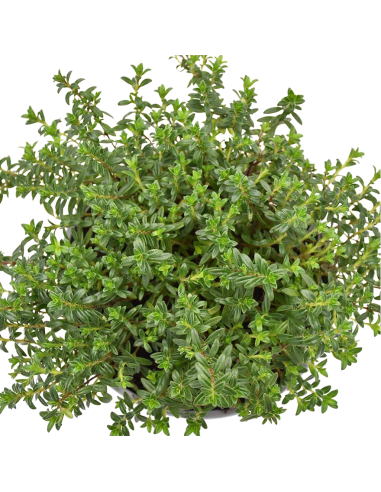 PIANTA DI SANTOREGGIA dal profumo, pungente e pepato