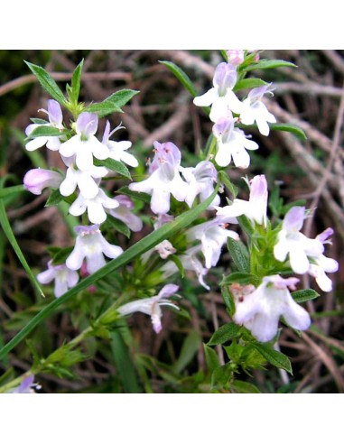 PIANTA DI SANTOREGGIA dal profumo, pungente e pepato