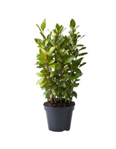 PIANTA DI ALLORO (Laurus Nobilis) foglie lucide e aromatiche