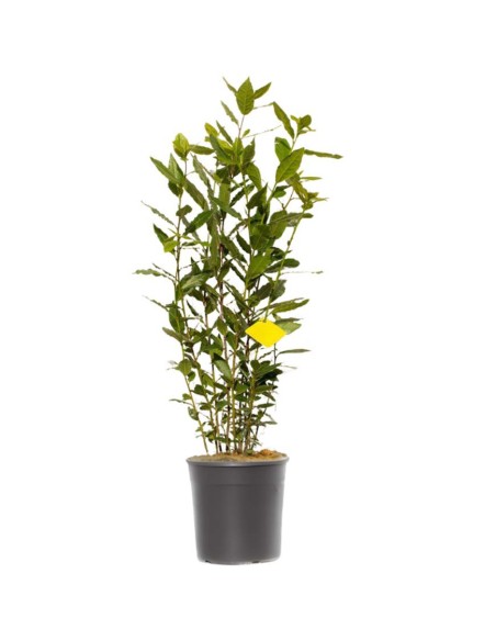 PIANTA DI ALLORO (Laurus Nobilis) foglie lucide e aromatiche
