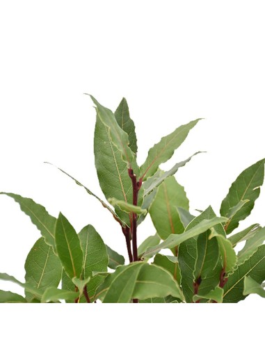 PIANTA DI ALLORO (Laurus Nobilis) foglie lucide e aromatiche