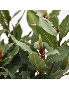 PIANTA DI ALLORO (Laurus Nobilis) foglie lucide e aromatiche 2