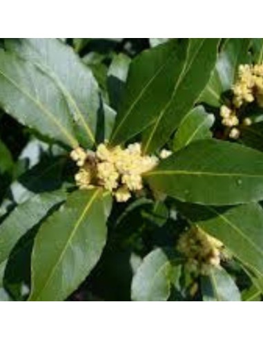 PIANTA DI ALLORO (Laurus Nobilis) foglie lucide e aromatiche