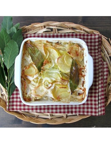 PIANTA DI ALLORO (Laurus Nobilis) foglie lucide e aromatiche