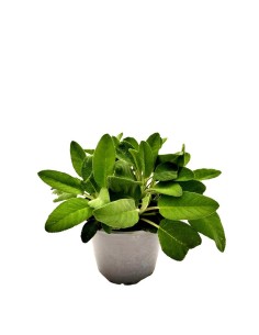 PIANTA DI SALVIA "MAXIMA" profumo intenso per piatti estivi
