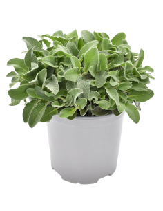 PIANTA DI SALVIA "MAXIMA" profumo intenso per piatti estivi 2