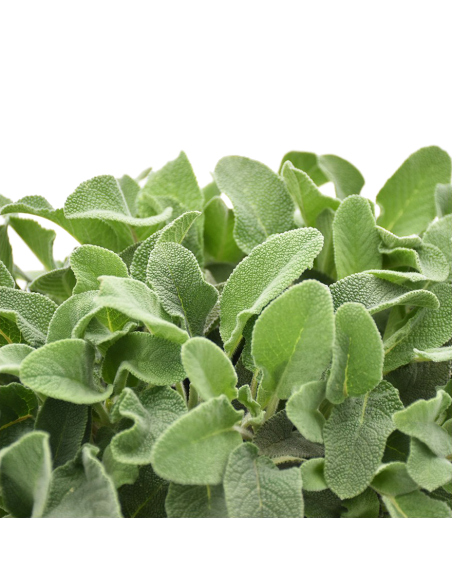 PIANTA DI SALVIA "MAXIMA" profumo intenso per piatti estivi