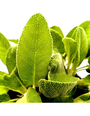PIANTA DI SALVIA "MAXIMA" profumo intenso per piatti estivi