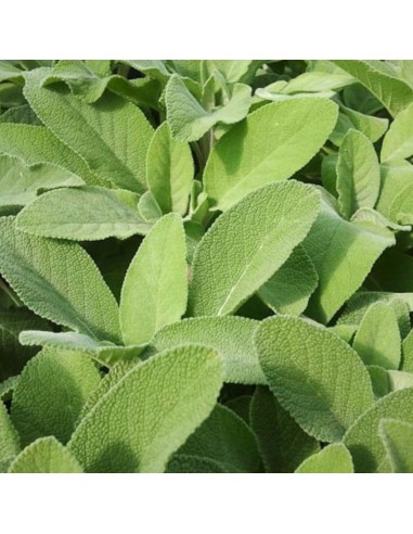 PIANTA DI SALVIA "MAXIMA" profumo intenso per piatti estivi
