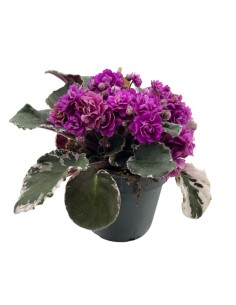 SAINTPAULIA HOVARIAGATA VARIEGATA viola-magenta