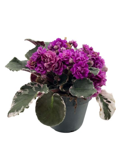 SAINTPAULIA HOVARIAGATA VARIEGATA viola-magenta