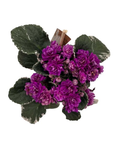 SAINTPAULIA HOVARIAGATA VARIEGATA viola-magenta