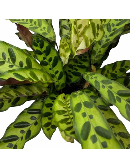 CALATHEA LANCIFOLIA "Rattlesnake" foglie lanceolate