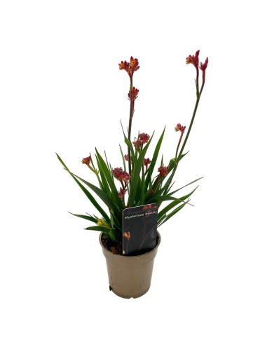 ANIGOZANTHOS (ZAMPE DI CANGURO) Diametro vaso 12 cm