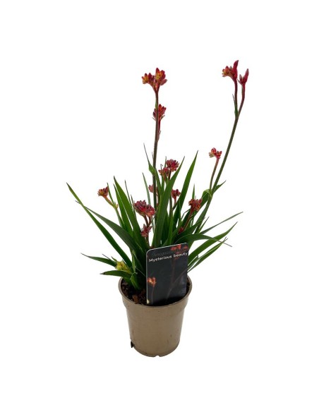 ANIGOZANTHOS (ZAMPE DI CANGURO) Diametro vaso 12 cm