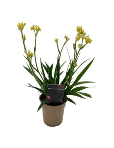 ANIGOZANTHOS (ZAMPE DI CANGURO) Diametro vaso 12 cm 2