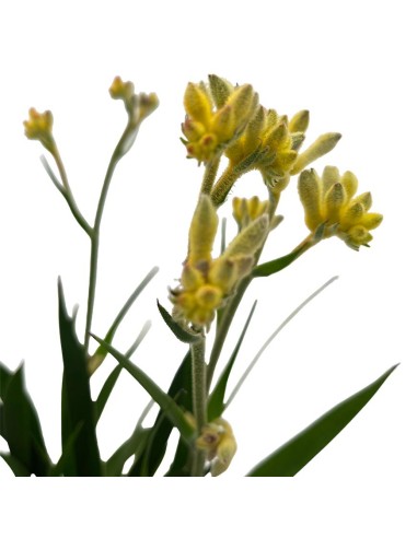 ANIGOZANTHOS (ZAMPE DI CANGURO) Diametro vaso 12 cm