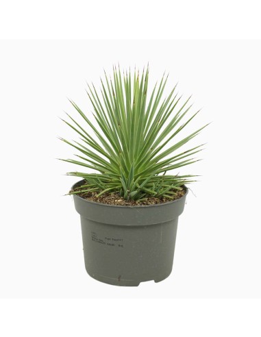 AGAVE STRICTA 'NANA' forma compatta e sferica vaso 13 cm