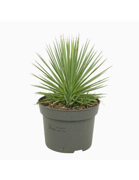 AGAVE STRICTA 'NANA' forma compatta e sferica vaso 13 cm