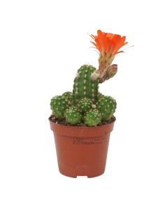 CHAMAECEREUS 'UBINK CERISE', V 8,5 Fiori rosso ciliegia