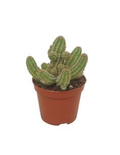 CHAMAECEREUS 'UBINK CERISE', V 8,5 Fiori rosso ciliegia 2